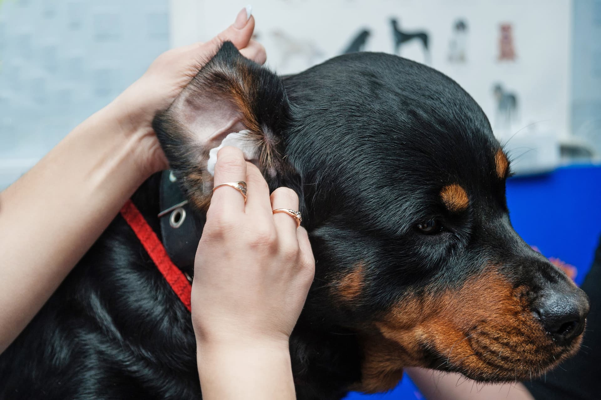 What problems can televeterinary care solve