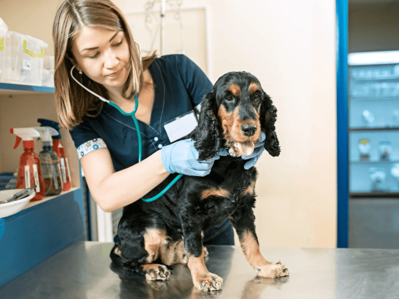 Přehled veterinárních pohotovostí: Seznam klinik v ČR podle krajů