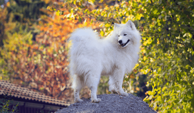 Samojed
