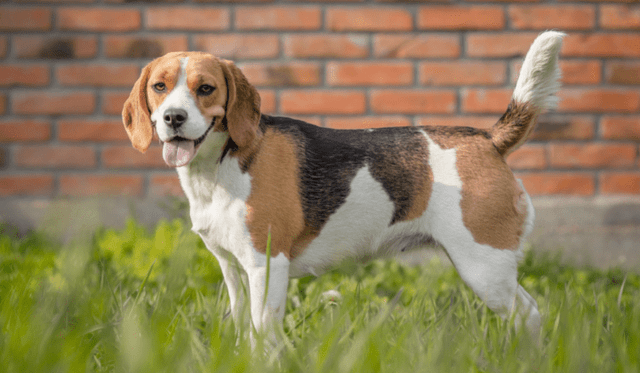 Beagle