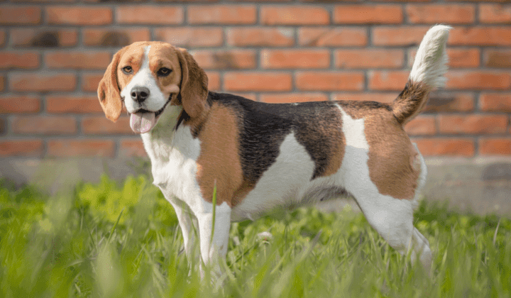 Beagle