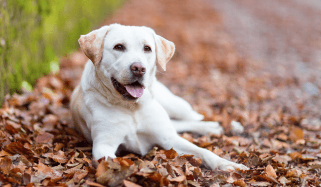 Labradorský retriever