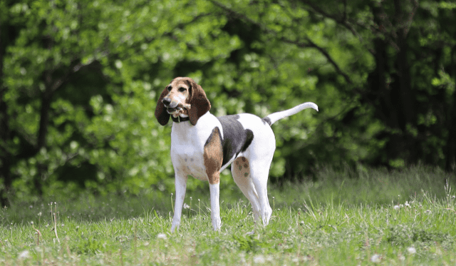 Foxhound