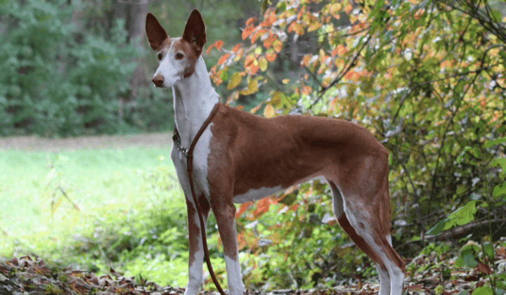 Ibizský podenco