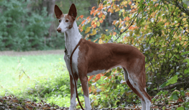 Ibizský podenco