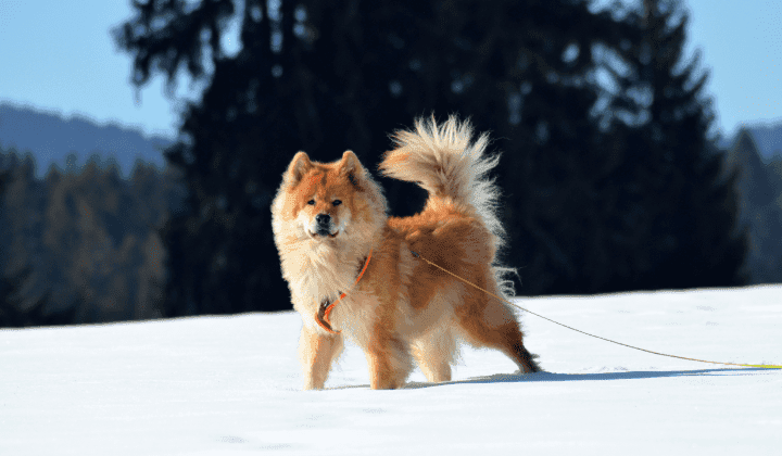 Eurasier