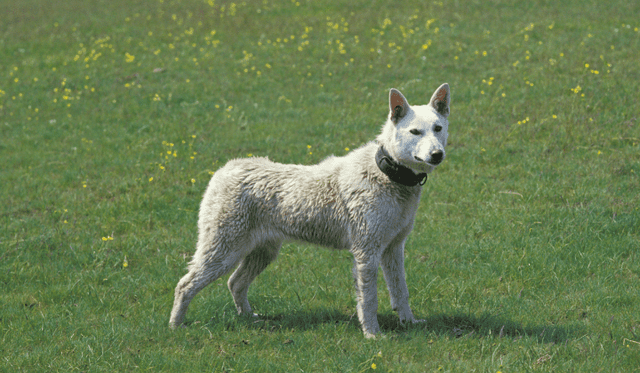 Kishu
