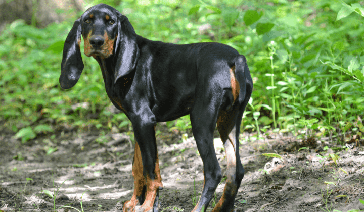 Black and Tan Coonhound