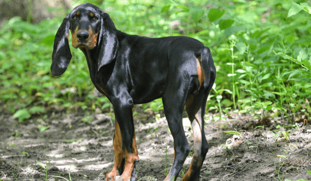 Black and Tan Coonhound