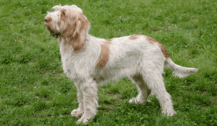 Italský spinone