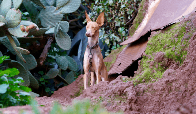 Kanárský podenco