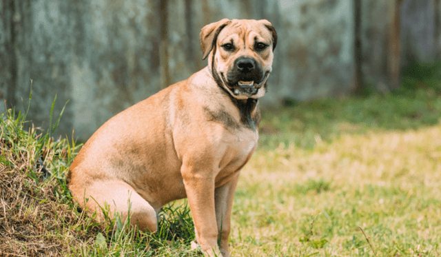 Perro de Presa Mallorquin