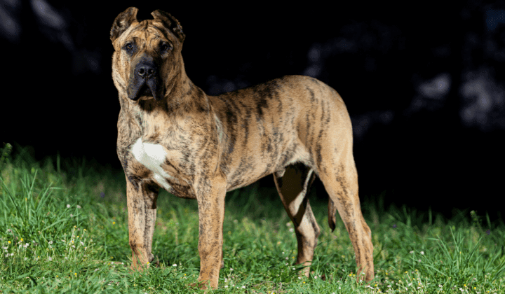 Presa Canario