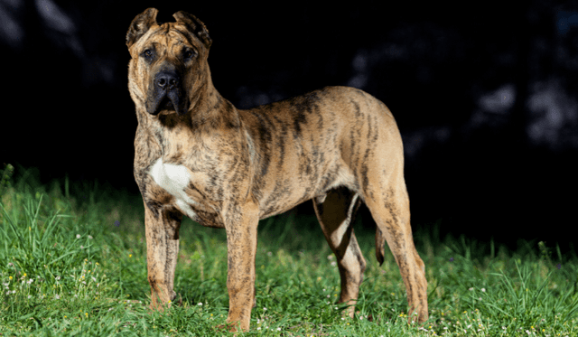 Presa Canario