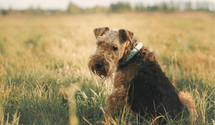 Airedale terier