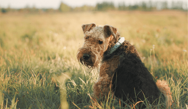 Airedale terier