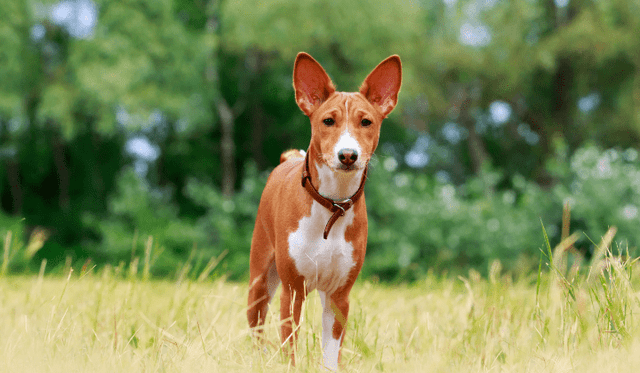 Basenji