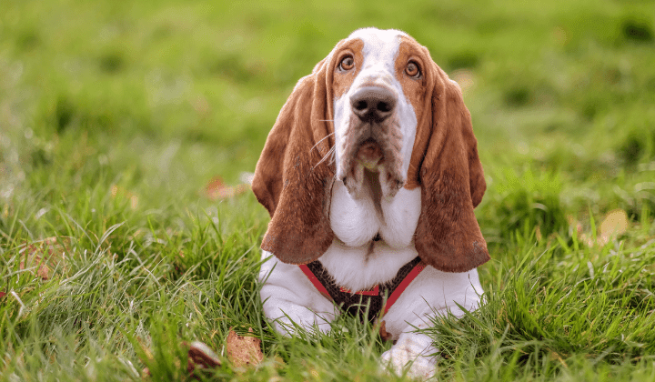 Basset Hound