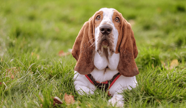 Basset Hound