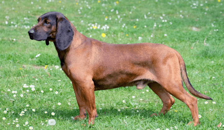 Bavorský barvář