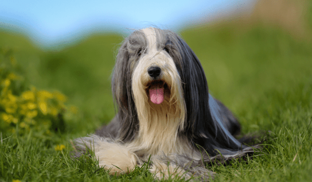 Bearded kolie