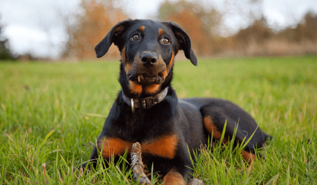 Beauceron