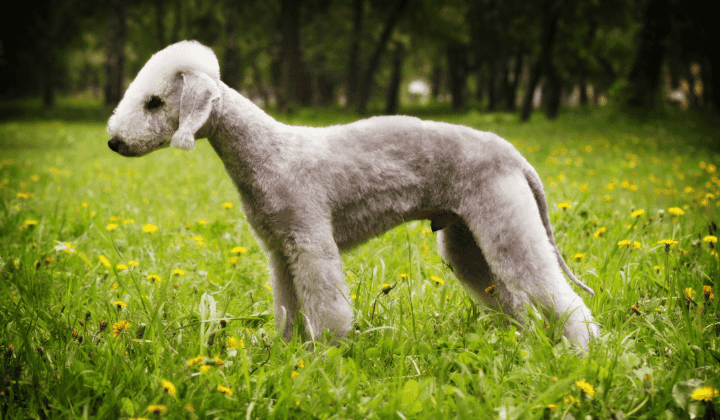 Bedlington terier