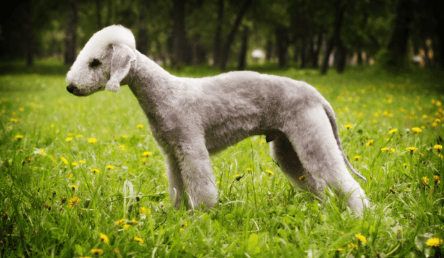 Bedlington terier
