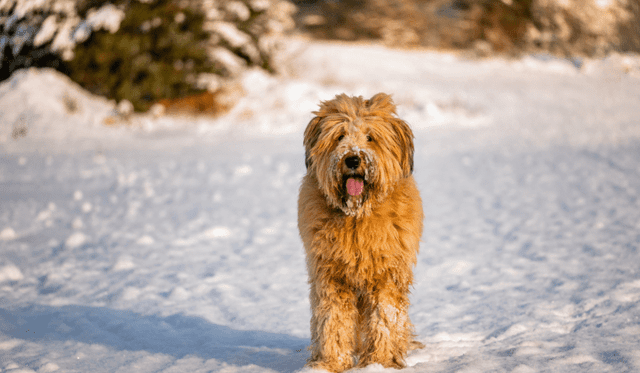 Briard