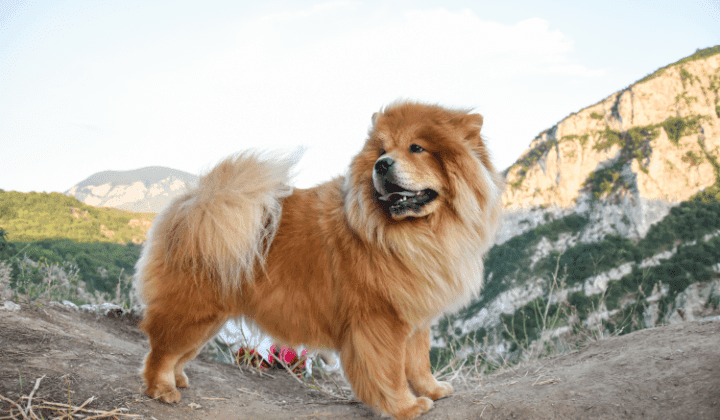 Chow chow