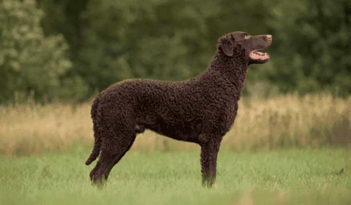 Curly Coated retriever