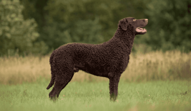 Curly Coated retriever