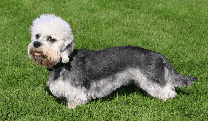 Dandie Dinmont terier