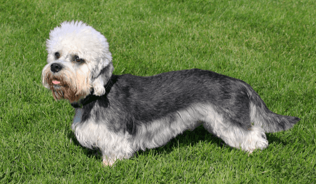 Dandie Dinmont terier