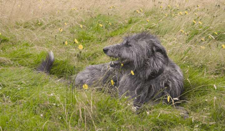 Deerhound