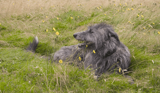 Deerhound