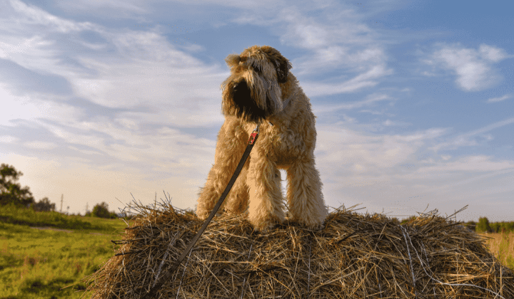 Irish Soft Coated Wheaten Terrier
