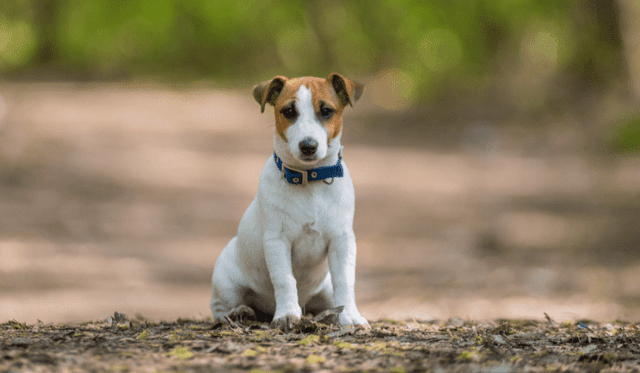 Jack Russell Teriér