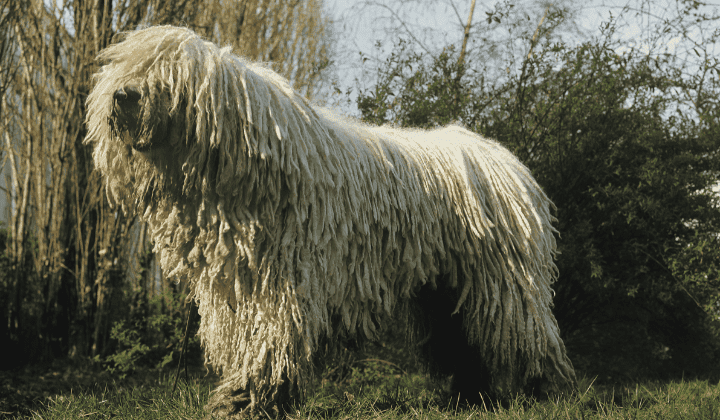 Komondor