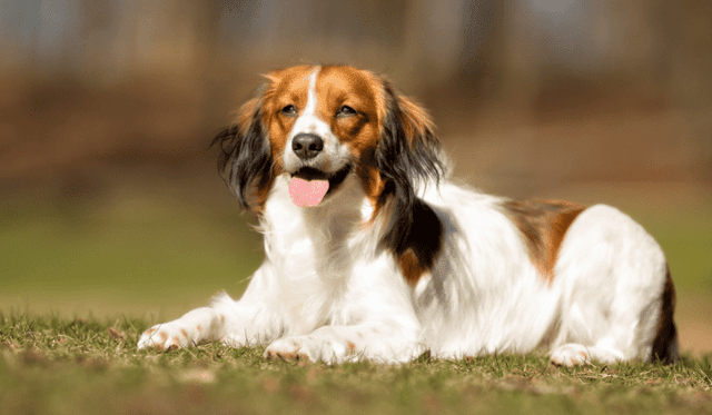 Kooikerhondje