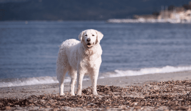 Kuvasz