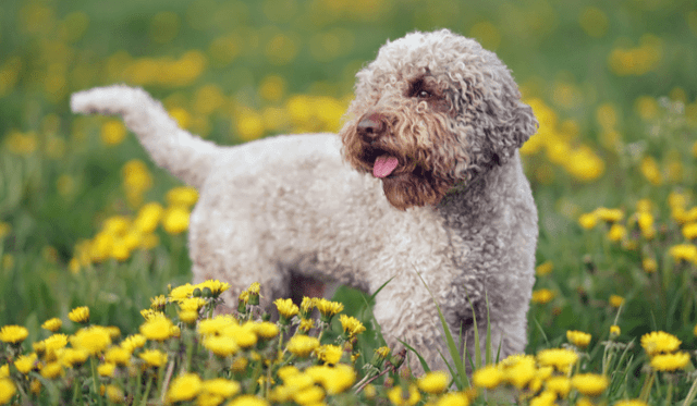 Lagotto romagnolo