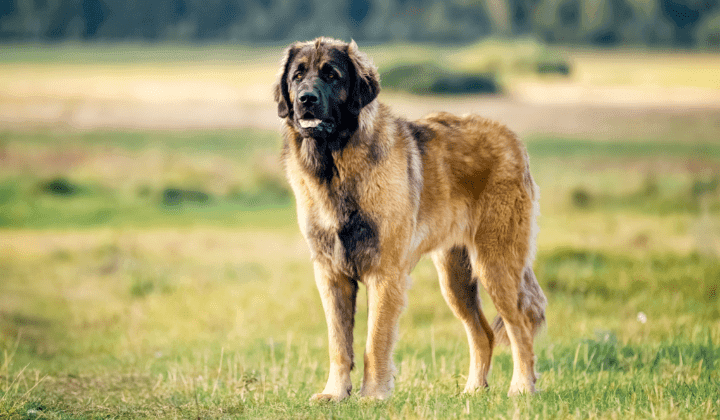 Leonberger