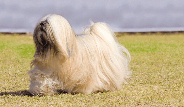 Lhasa Apso