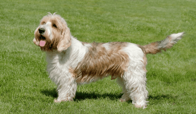 Malý hrubosrstý vendéeský basset