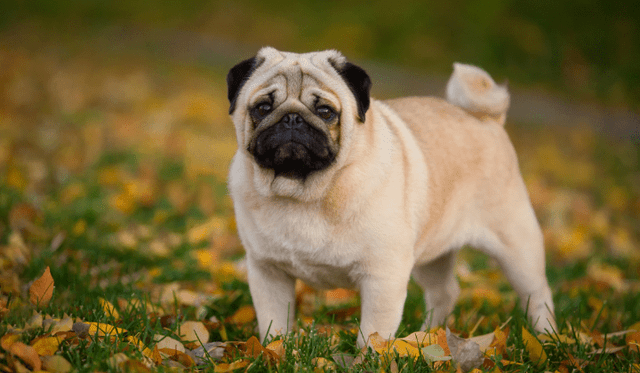 Mops