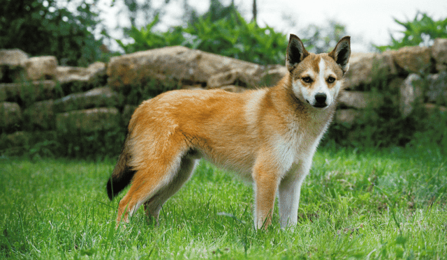 Norský lundehund