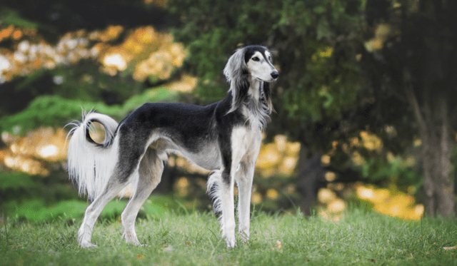 Saluki - Perský chrt