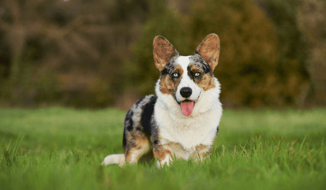 Welsh Corgi Cardigan
