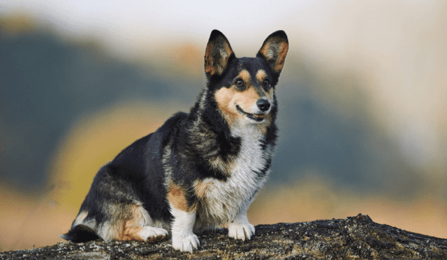 Welsh Corgi Pembroke